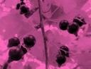 currant.jpg
